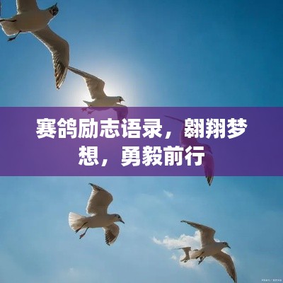赛鸽励志语录，翱翔梦想，勇毅前行