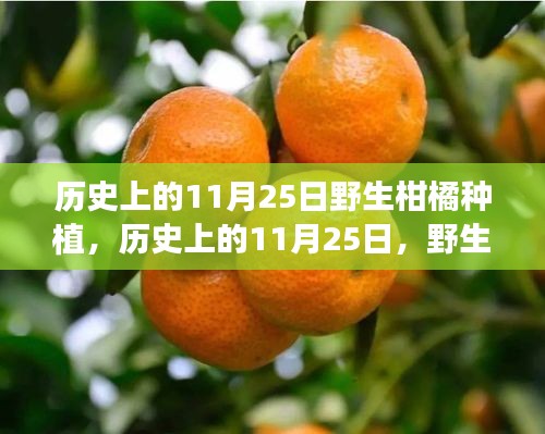 第2343页