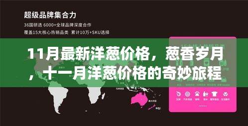 十一月洋葱价格的葱香岁月，最新价格动态与奇妙旅程
