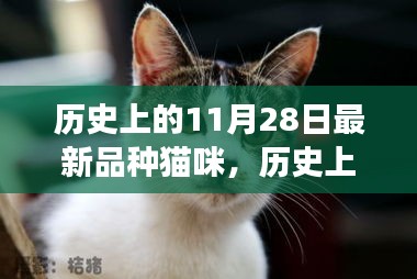 猫咪新星探险之旅，与自然美景相遇的启程日
