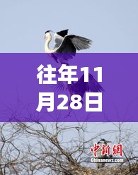 大志翱翔，十一月二十八日自然美景探索之旅的最新消息