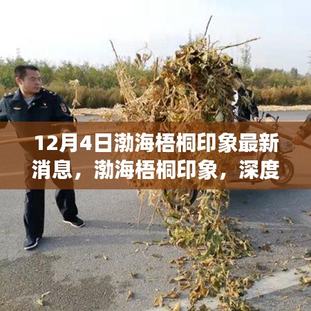 渤海梧桐印象深度评测与最新消息揭秘