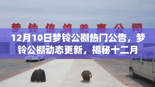 梦铃公棚十二月十日热门公告揭秘，动态更新与三大要点概述