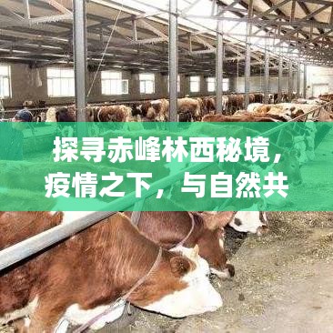 赤峰林西秘境探寻，疫情中的自然之旅与心灵绿洲之旅