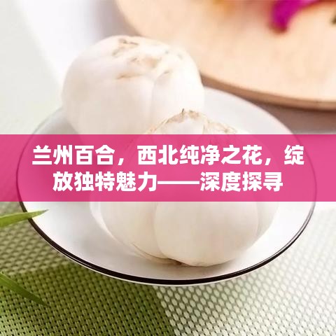 兰州百合，西北纯净之花，绽放独特魅力——深度探寻