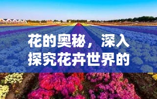 花的奥秘，深入探究花卉世界的魅力