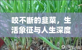 咬不断的韭菜，生活象征与人生深度思考