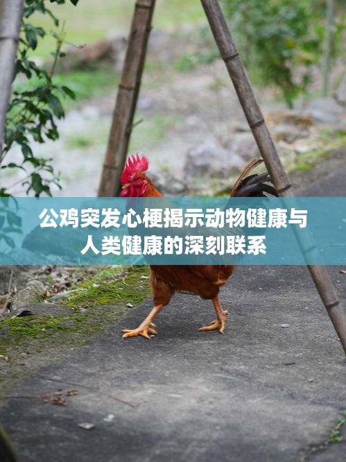 公鸡突发心梗揭示动物健康与人类健康的深刻联系