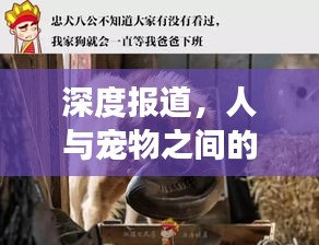 深度报道，人与宠物之间的情感纽带，温馨故事大揭秘
