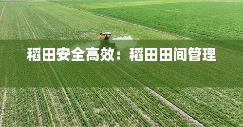 稻田安全高效：稻田田间管理 