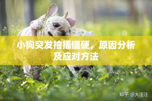小狗突发抽搐僵硬，原因分析及应对方法