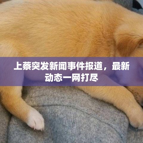 上蔡突发新闻事件报道，最新动态一网打尽