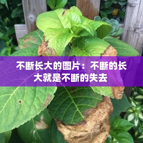 不断长大的图片：不断的长大就是不断的失去 