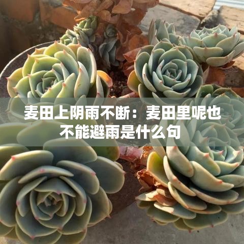 麦田上阴雨不断：麦田里呢也不能避雨是什么句 