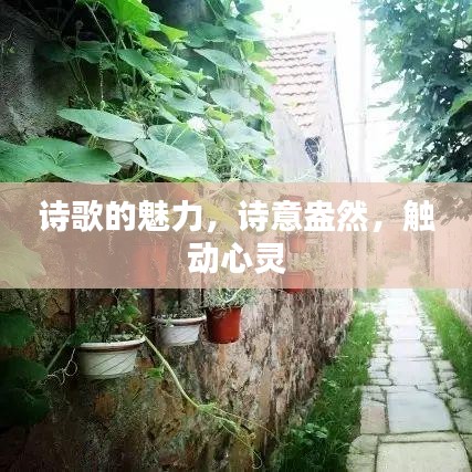 诗歌的魅力，诗意盎然，触动心灵