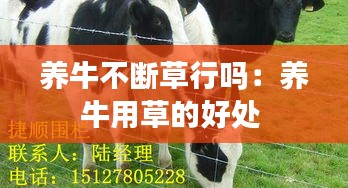 养牛不断草行吗：养牛用草的好处 