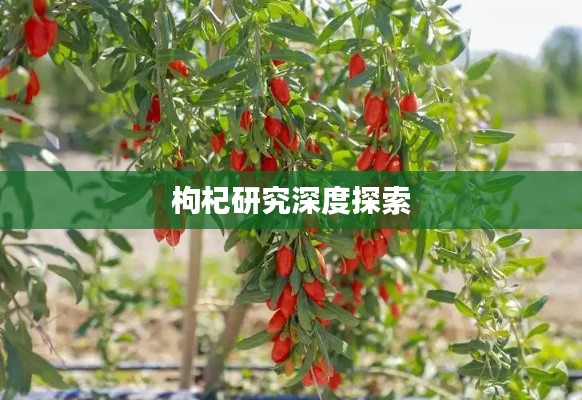 枸杞研究深度探索