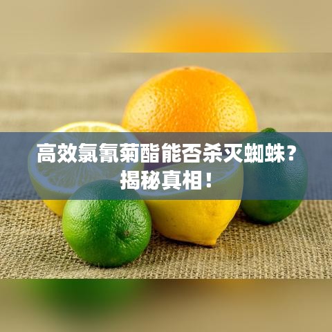 高效氯氰菊酯能否杀灭蜘蛛？揭秘真相！