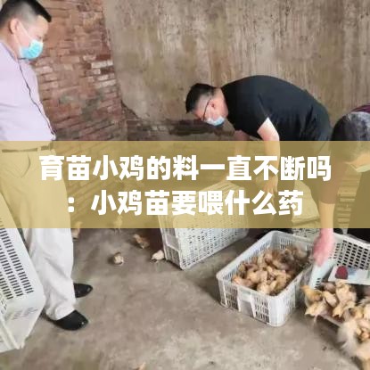 育苗小鸡的料一直不断吗：小鸡苗要喂什么药 