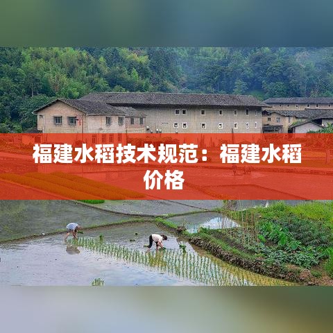 福建水稻技术规范：福建水稻价格 