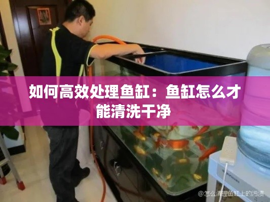 如何高效处理鱼缸：鱼缸怎么才能清洗干净 
