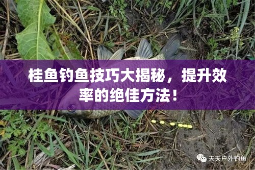 桂鱼钓鱼技巧大揭秘，提升效率的绝佳方法！