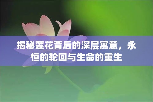 揭秘莲花背后的深层寓意，永恒的轮回与生命的重生