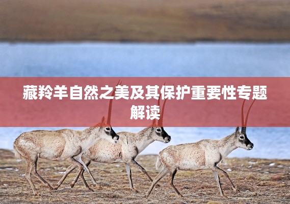 藏羚羊自然之美及其保护重要性专题解读