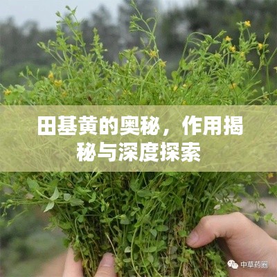 田基黄的奥秘，作用揭秘与深度探索
