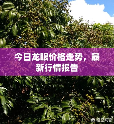 今日龙眼价格走势，最新行情报告