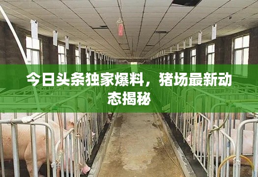 今日头条独家爆料，猪场最新动态揭秘