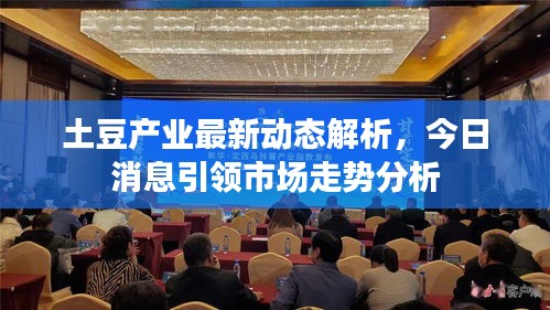 土豆产业最新动态解析，今日消息引领市场走势分析