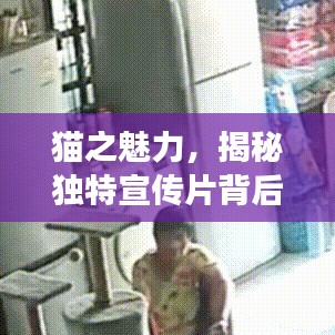 猫之魅力，揭秘独特宣传片背后的故事