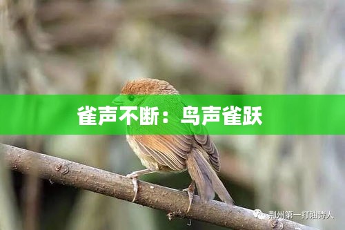 雀声不断：鸟声雀跃 