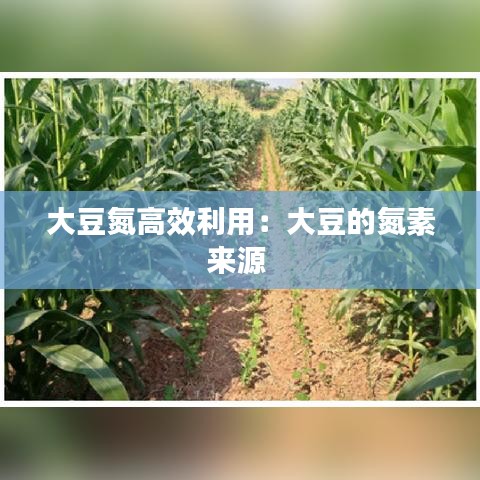 大豆氮高效利用：大豆的氮素来源 