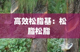 高效松脂基：松脂松脂 