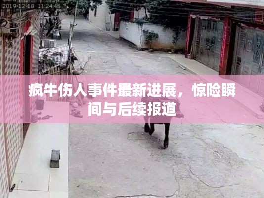 疯牛伤人事件最新进展，惊险瞬间与后续报道