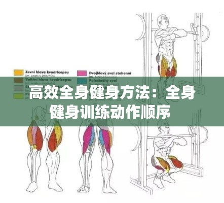 高效全身健身方法：全身健身训练动作顺序 