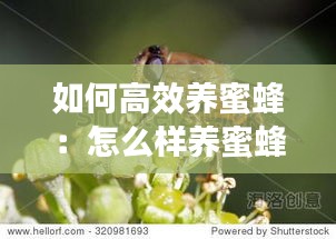 如何高效养蜜蜂：怎么样养蜜蜂 