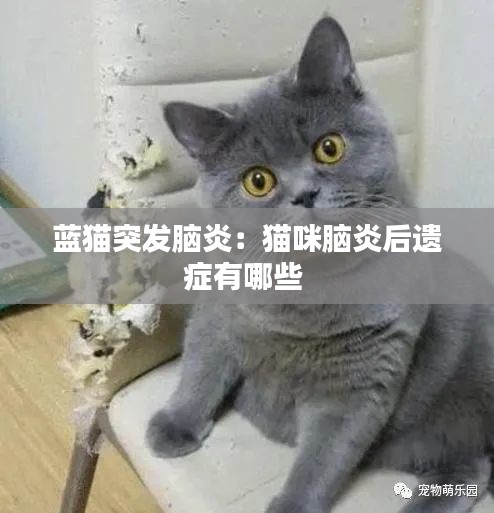 蓝猫突发脑炎：猫咪脑炎后遗症有哪些 