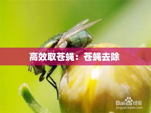 高效取苍蝇：苍蝇去除 