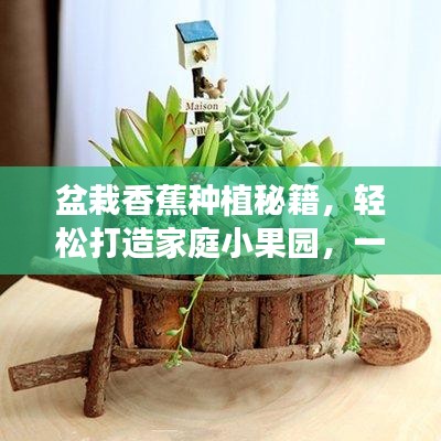 盆栽香蕉种植秘籍，轻松打造家庭小果园，一步一图解析！