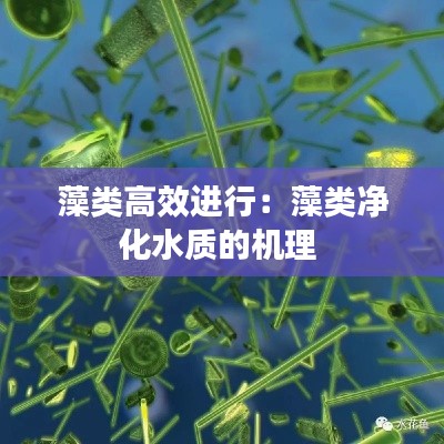 藻类高效进行：藻类净化水质的机理 