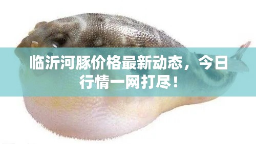 临沂河豚价格最新动态，今日行情一网打尽！