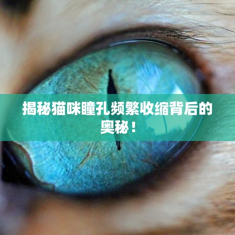 揭秘猫咪瞳孔频繁收缩背后的奥秘！