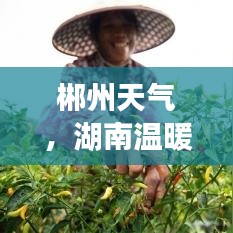 郴州天气，湖南温暖之地的气候探索