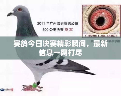 赛鸽今日决赛精彩瞬间，最新信息一网打尽