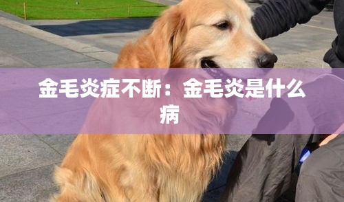 金毛炎症不断：金毛炎是什么病 
