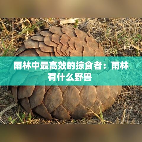 雨林中最高效的掠食者：雨林有什么野兽 