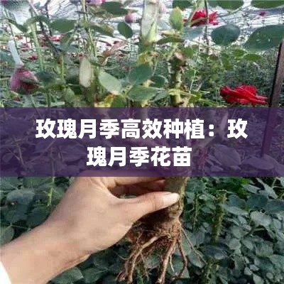 玫瑰月季高效种植：玫瑰月季花苗 